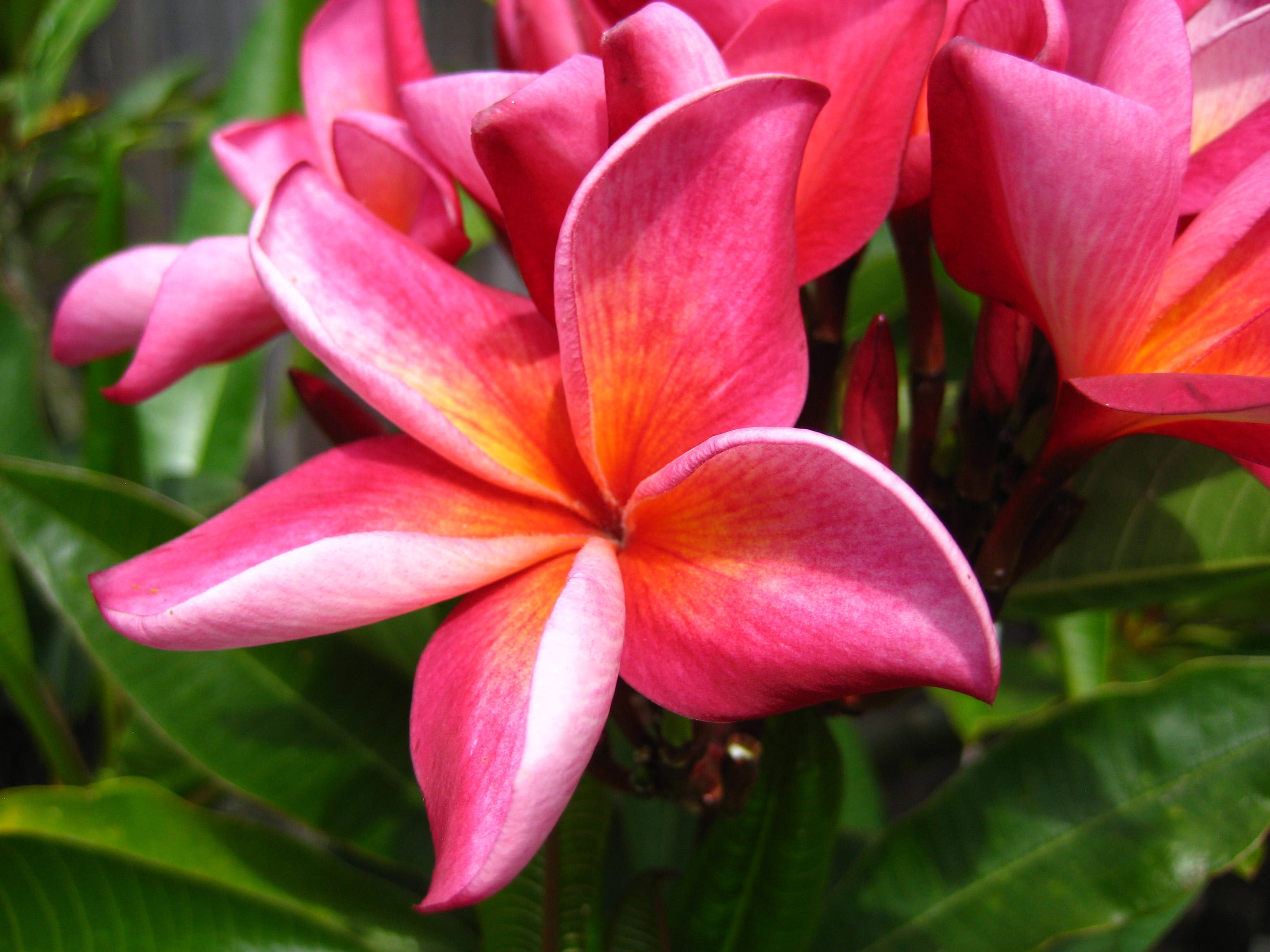 14th Annual Hawaiian Plumeria Festival Sunday, September 1, 2013, 10 a.m. to 4 p.m. San