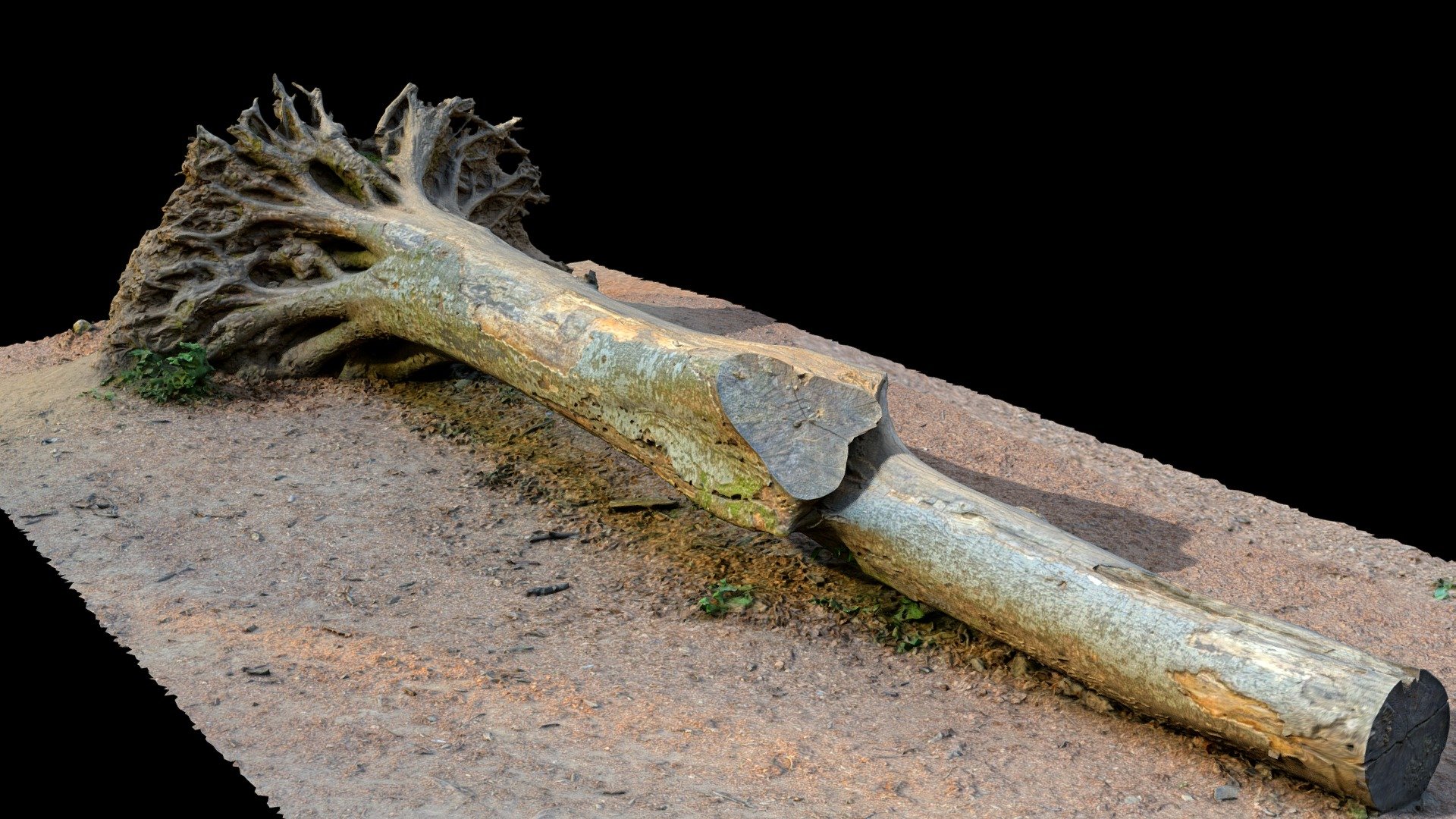 Fallen Tree Download Free 3D model by Andrea (Spogna