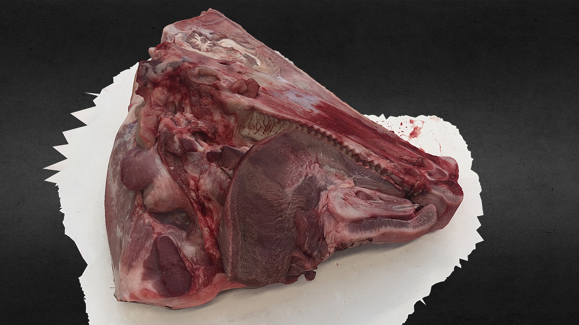 Pig's head, sagittal section Download Free 3D model by Scott