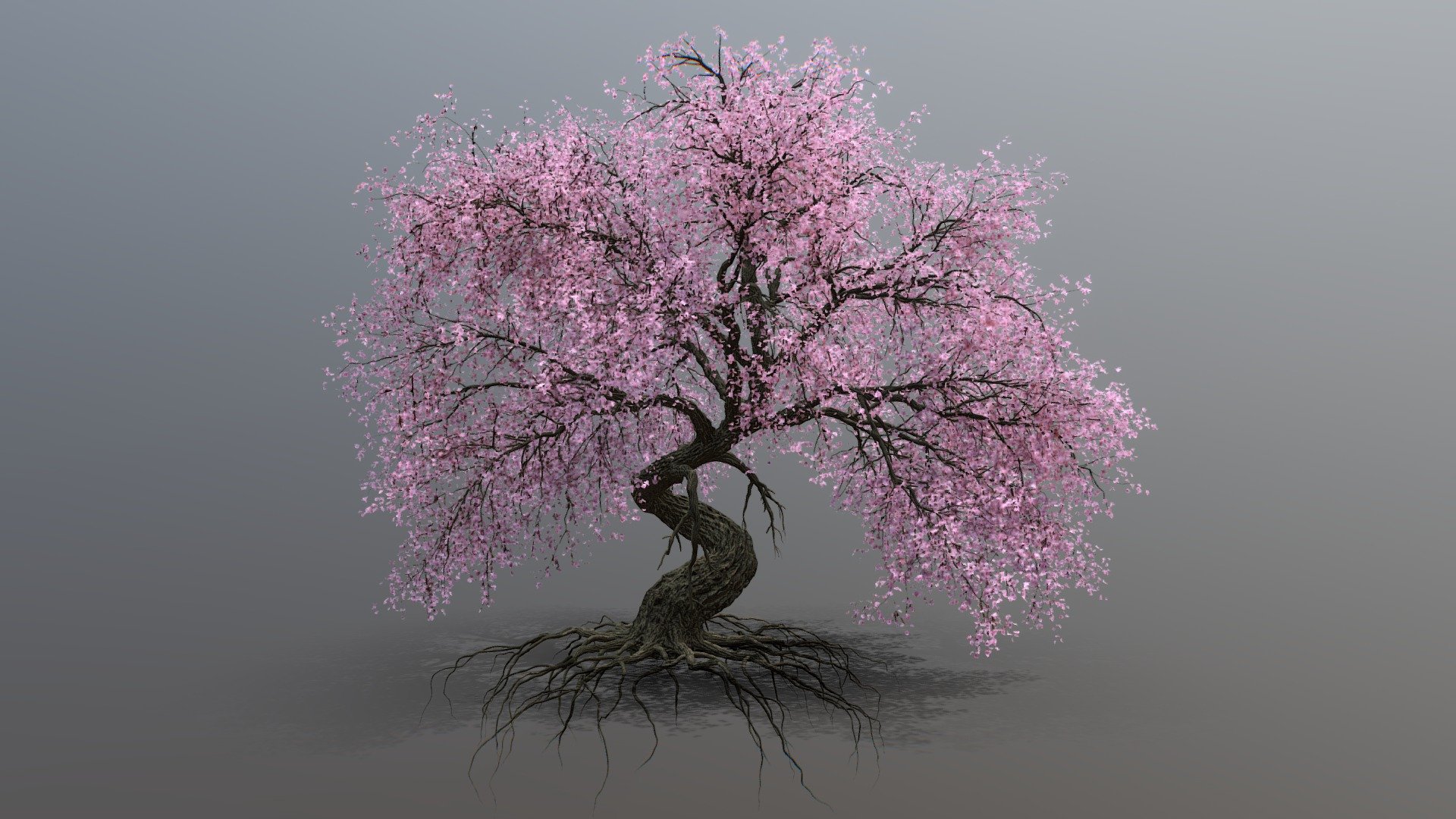 Ancient Sakura/Cherry Blossom Tree 3D model by v_petkov [2b75479