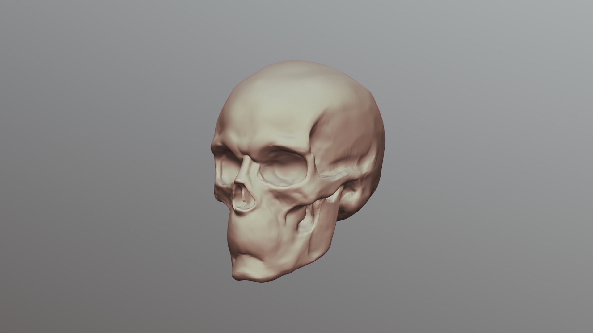 Simplified Skull 3D model by LCAD ZBrush Resources (donaldphan