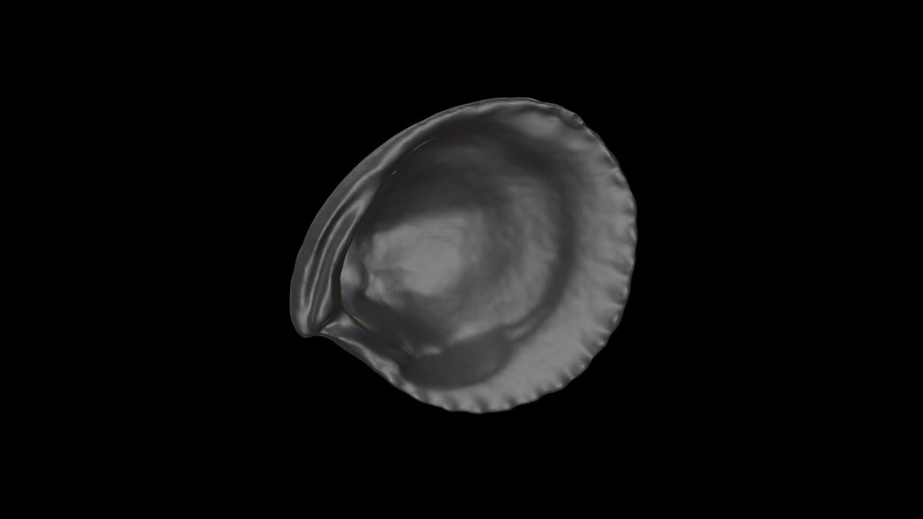 Public domain A 3D model collection by WesternScienceCenter