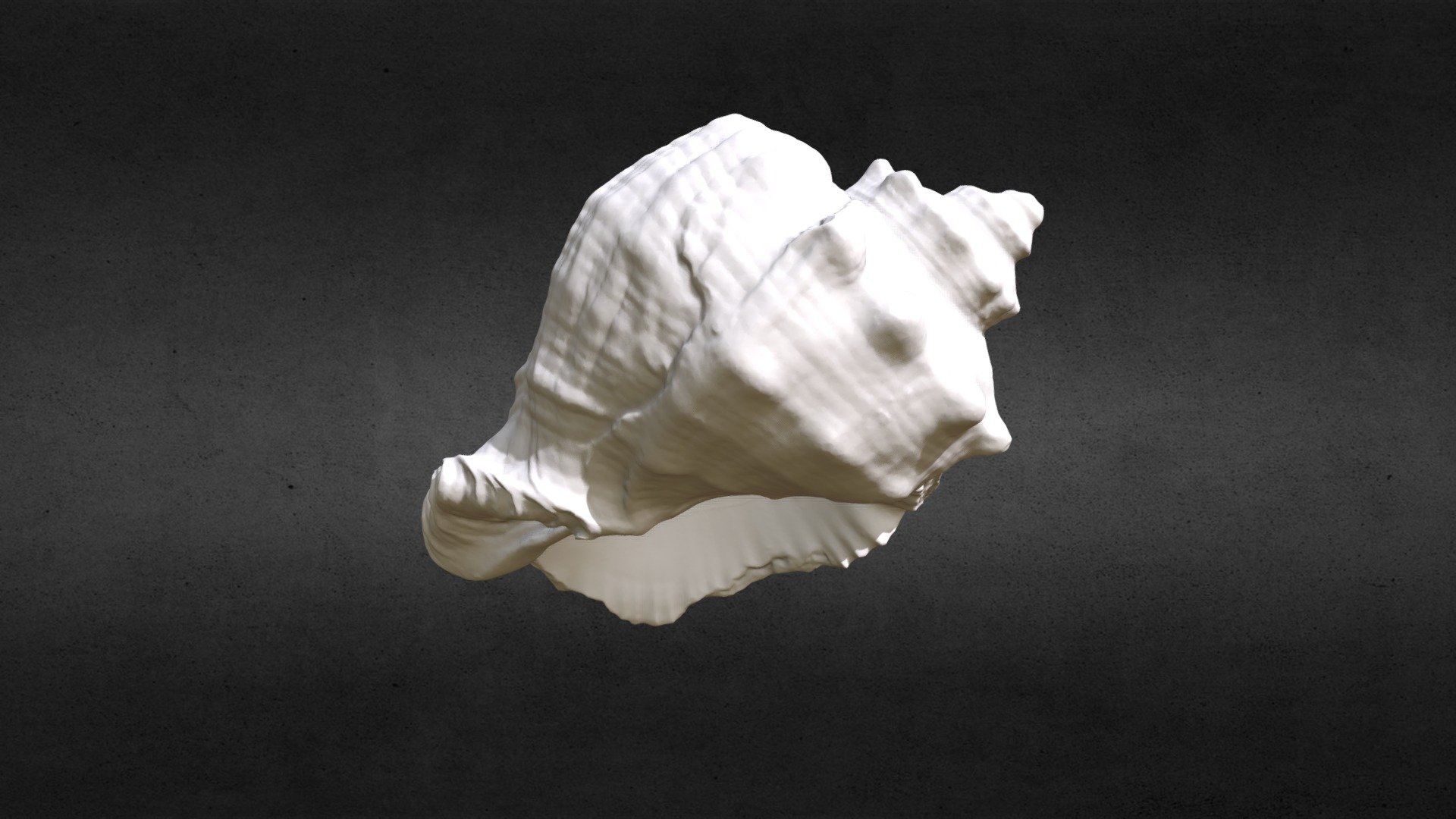 clam shell Download Free 3D model by Igor Denisov (Digor) [494ab02