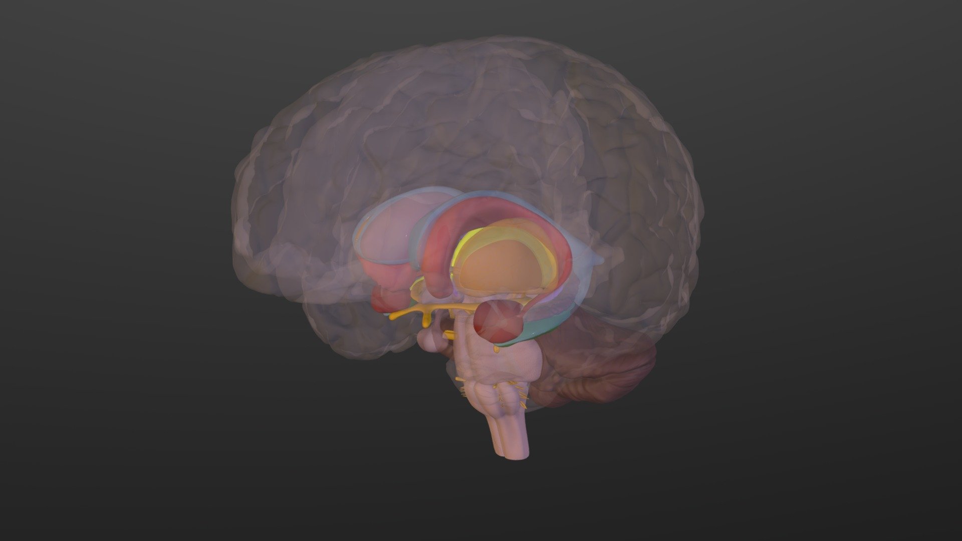 Limbic System Download Free 3D model by University of