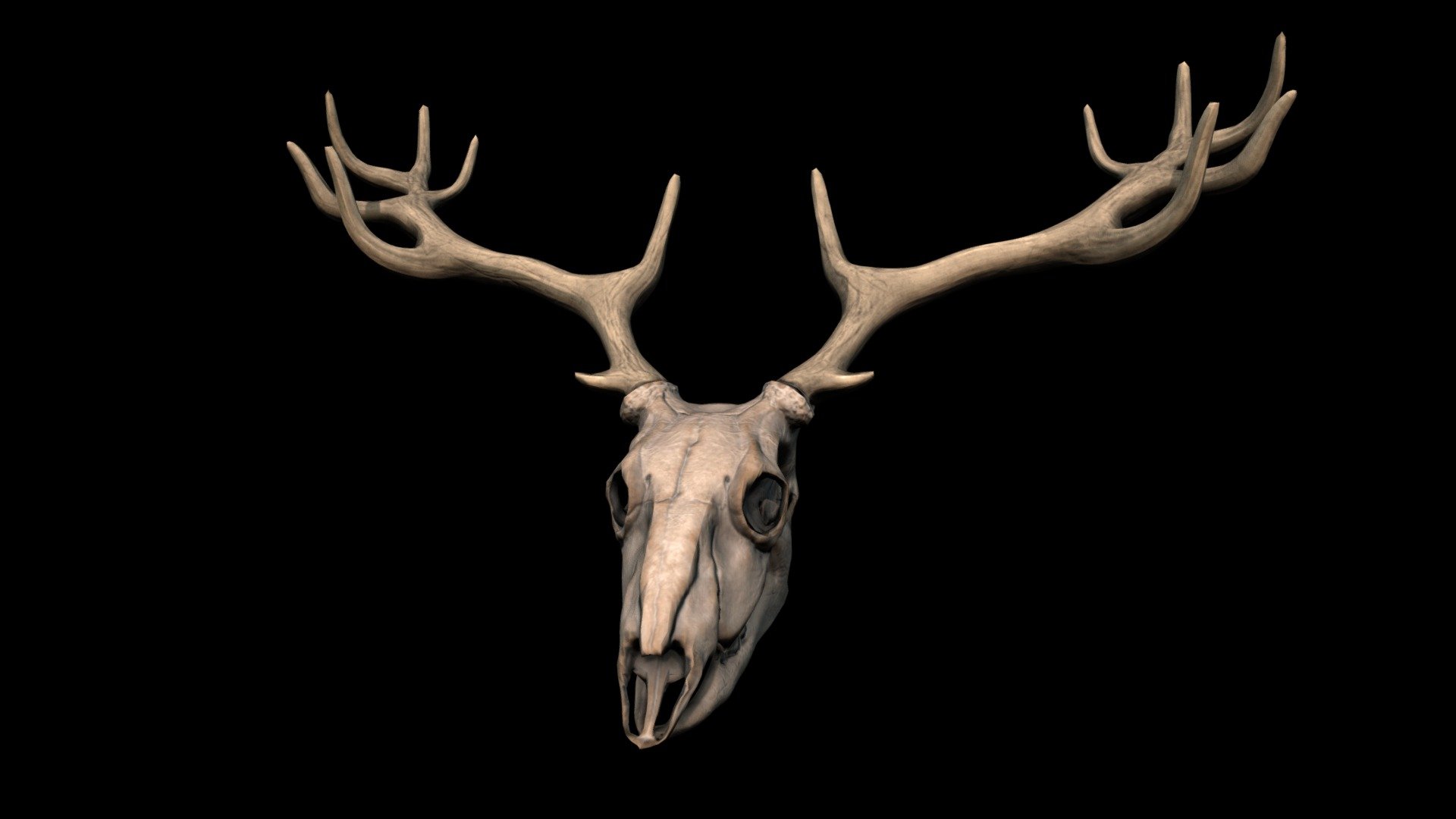 Deer Skull Download Free 3D model by Percy (PercyLad) [7c0b25f