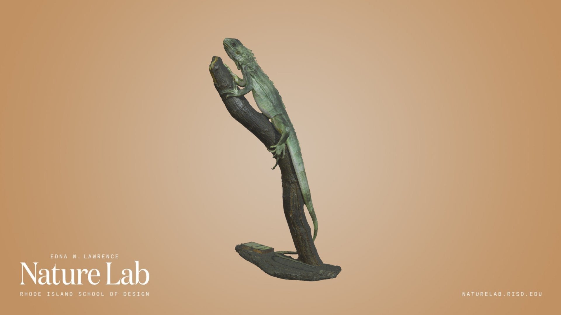 Common Green Iguana Download Free 3D model by RISD