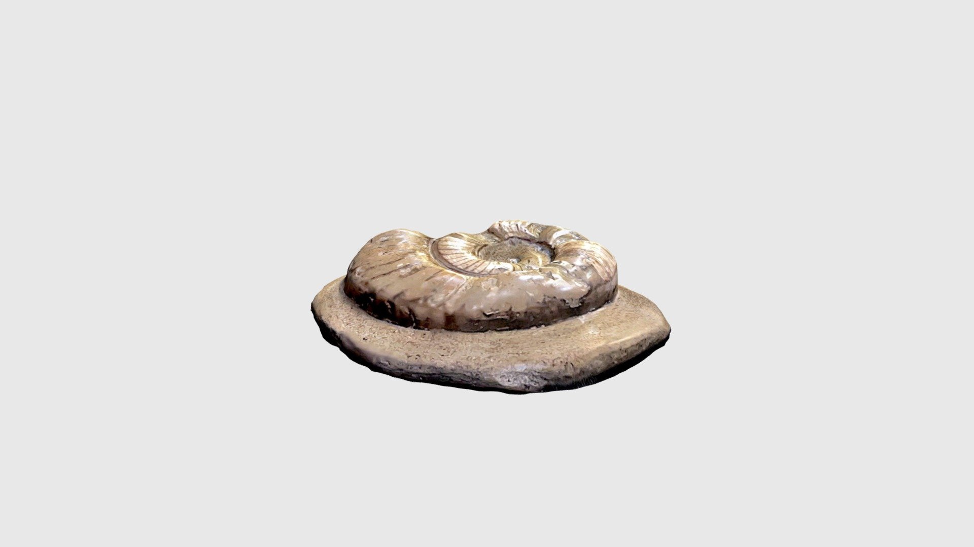 Discoceras in microbial mat Download Free 3D model by Adrian