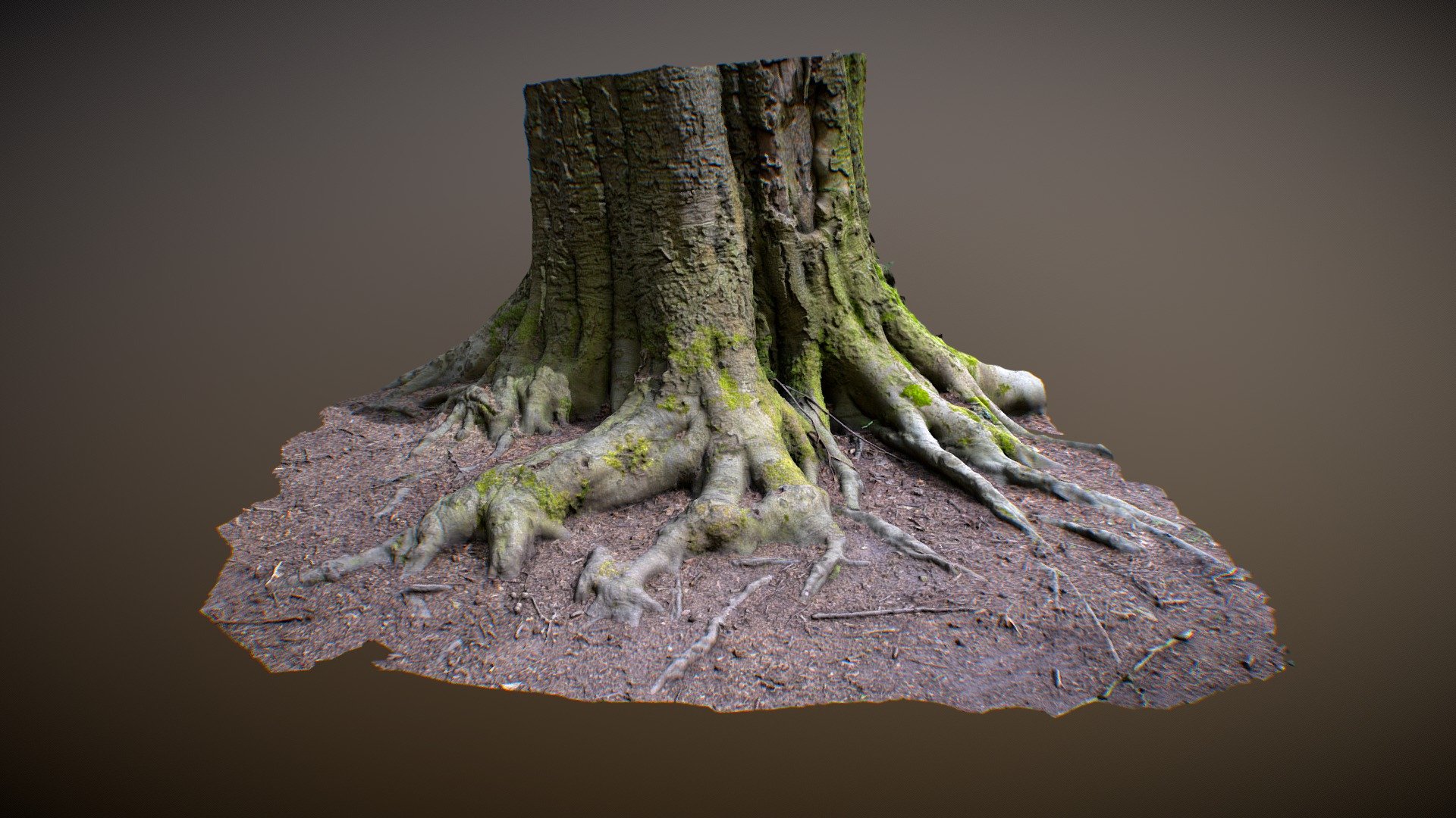 Tree trunk photogrammetry Download Free 3D model by pixelmitherer [86de736] Sketchfab