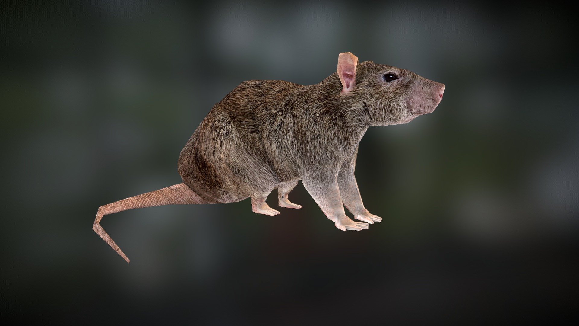 Horizontally spinning rat Download Free 3D model by vervoortward