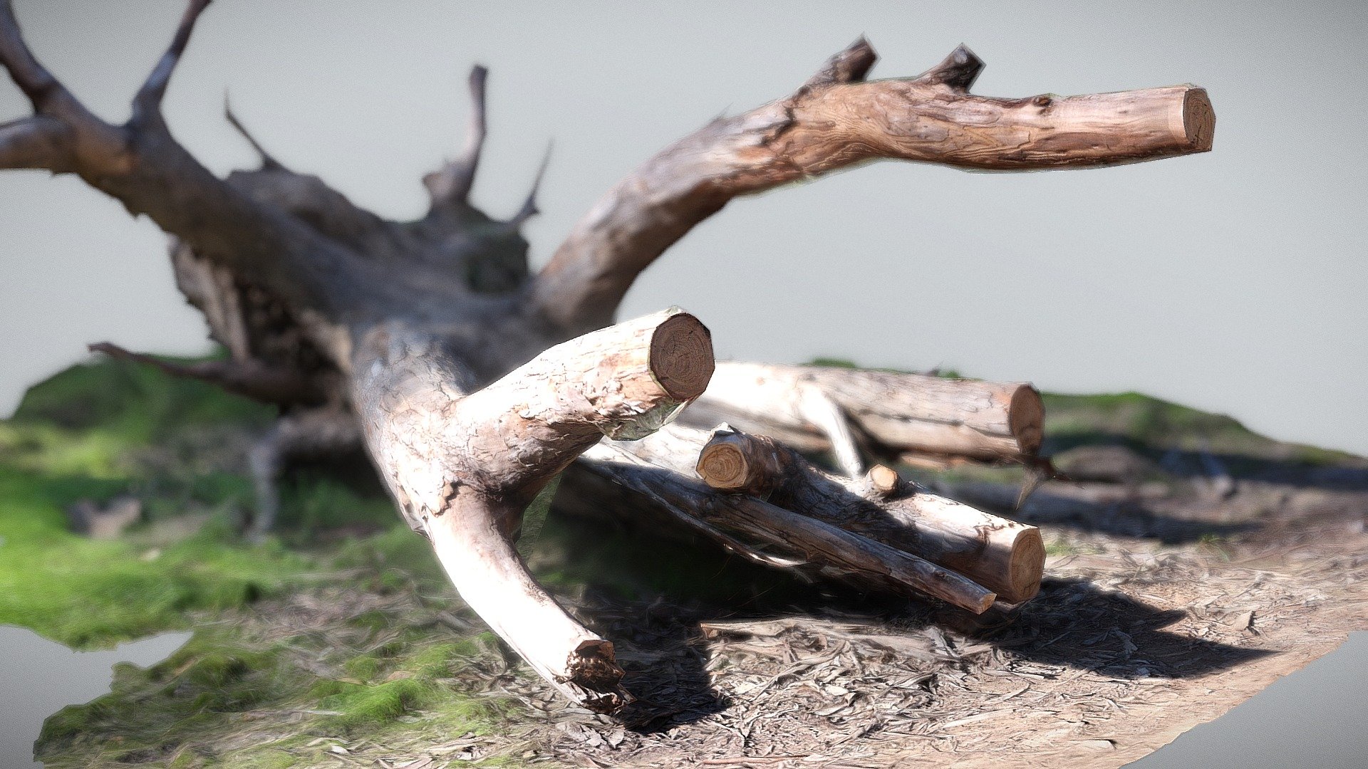 Fallen Tree Download Free 3D model by SmallpolyArt [975cf39] Sketchfab