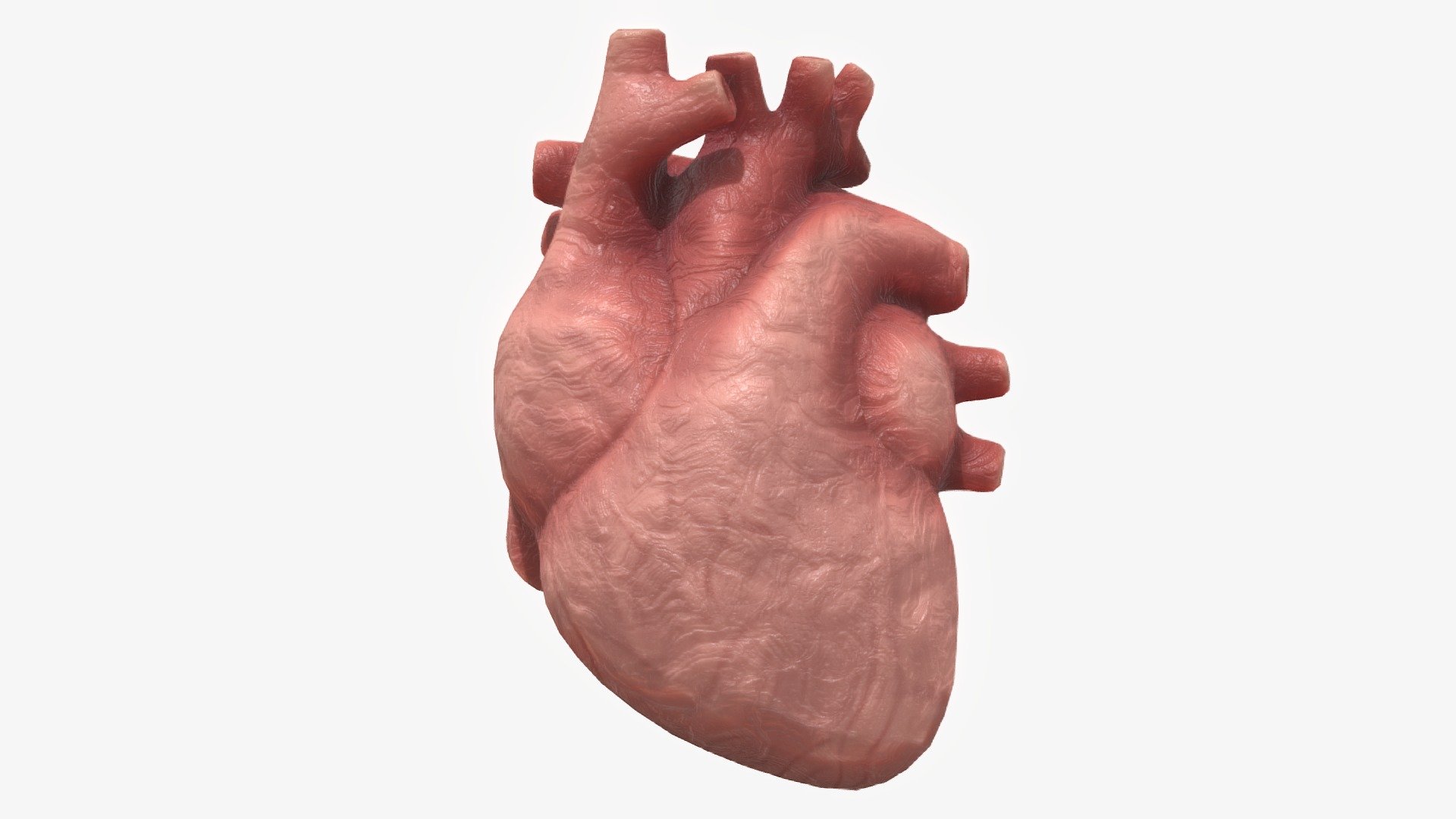 Clay Human Heart Buy Royalty Free 3D model by zames1992 [9f57302