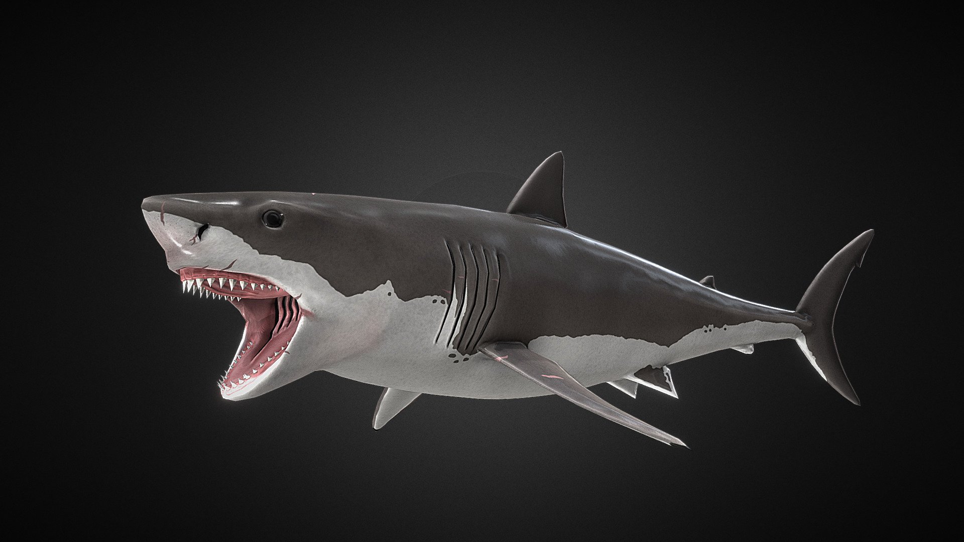 Great White Shark Buy Royalty Free 3D model by Exmoor beast
