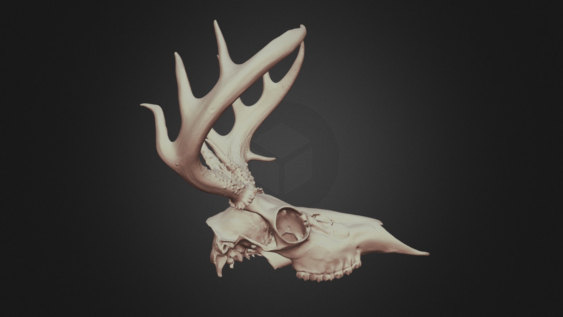 Odocoileus virginianus (Whitetailed deer) Skull 3D model by Lakehead