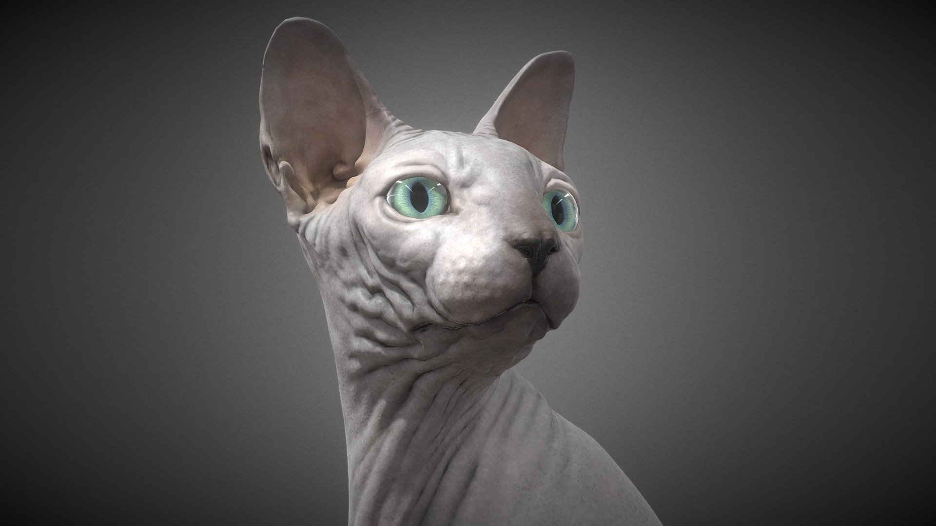 Sphynx Cat Buy Royalty Free 3D model by Zerindo [df561a0] Sketchfab