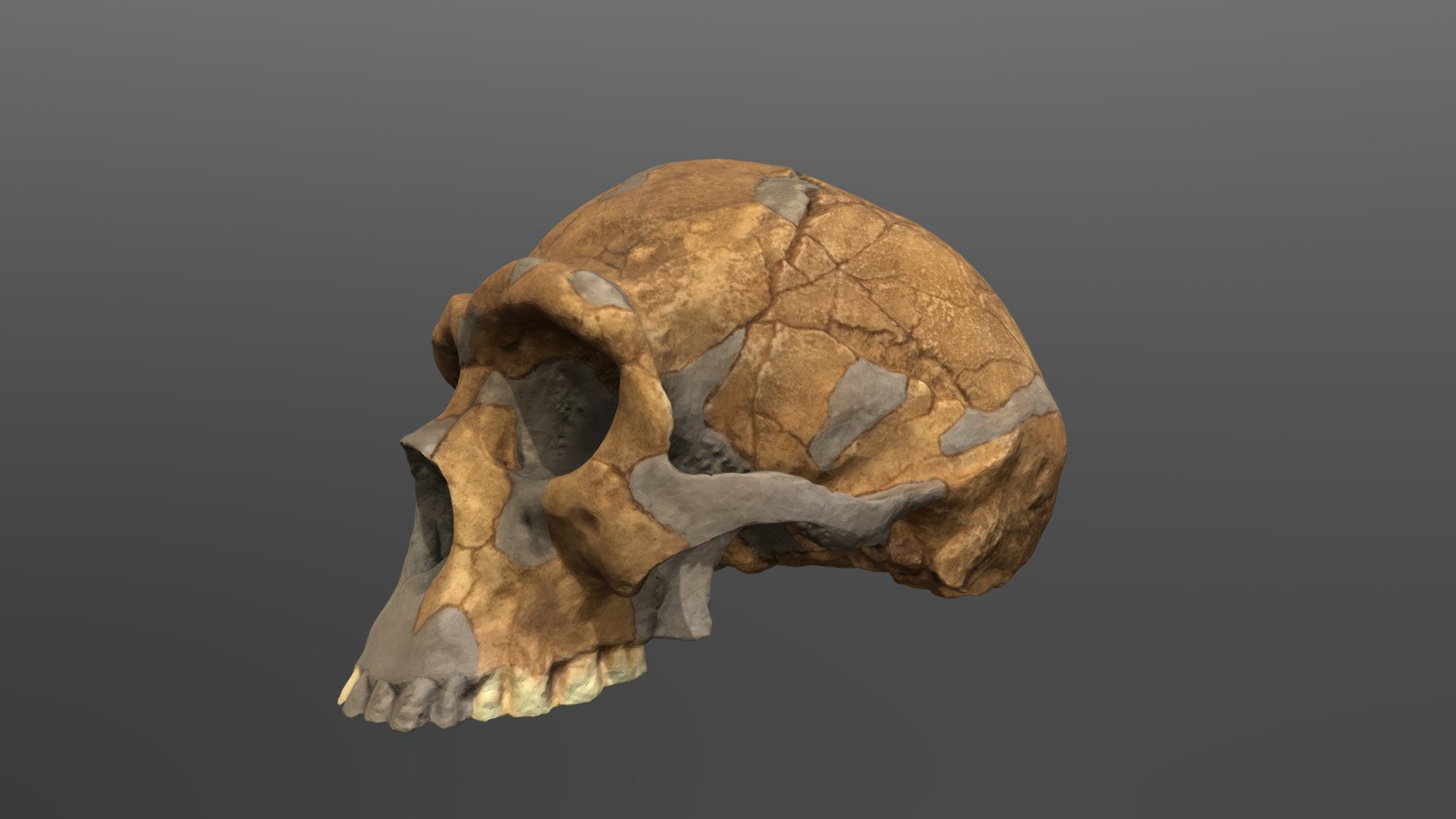 Homo erectus Cranium (Peking Man) 3D model by UCFanthropology