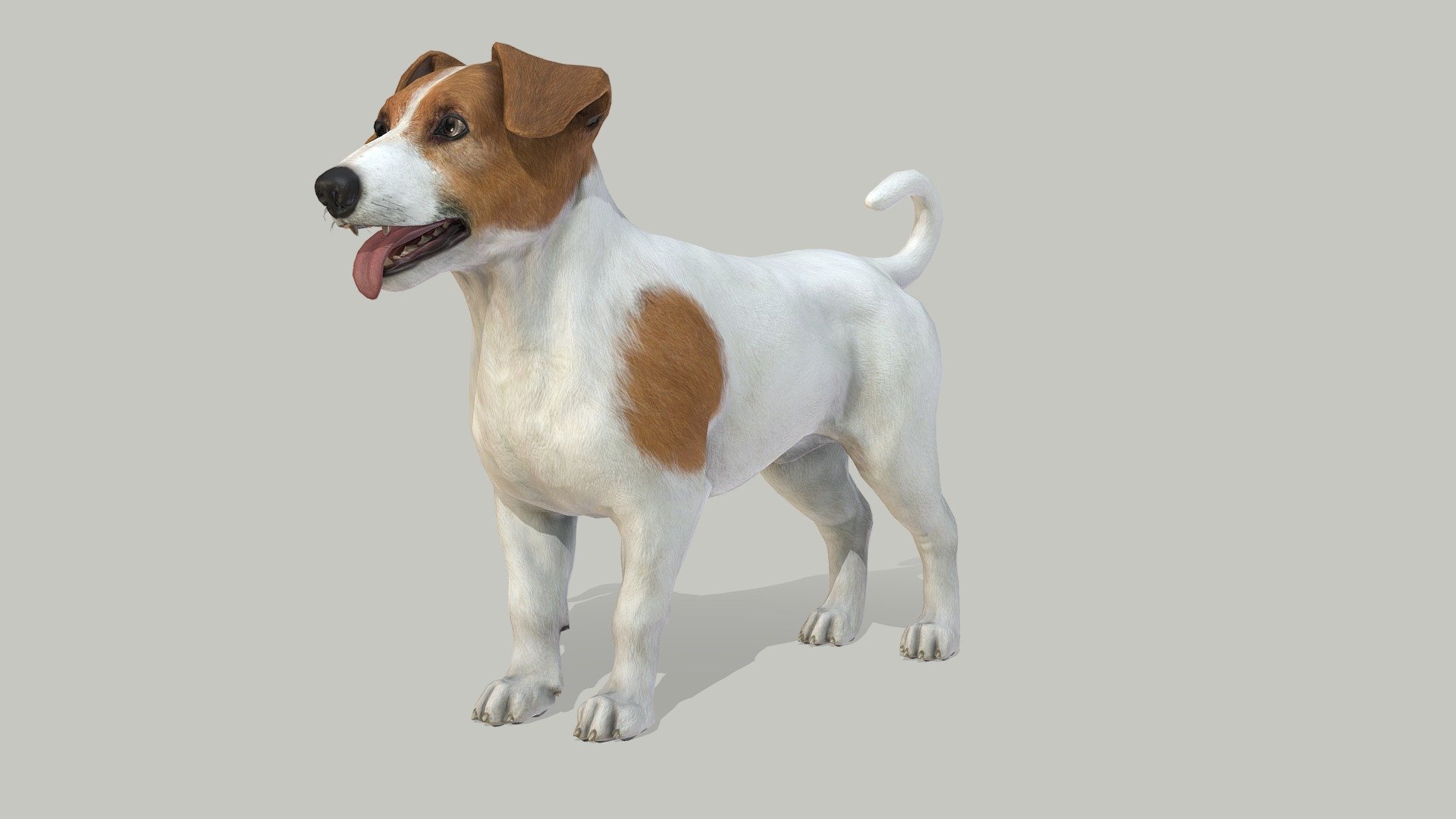Dog Jack Russell Terrier 3D model by RedDeer (billl90) [e75a550