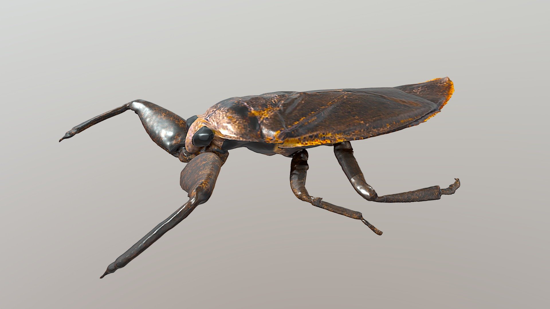 Giant Water Bug - 3D model by mazeyanti_UTP [ecc55b4] - Sketchfab