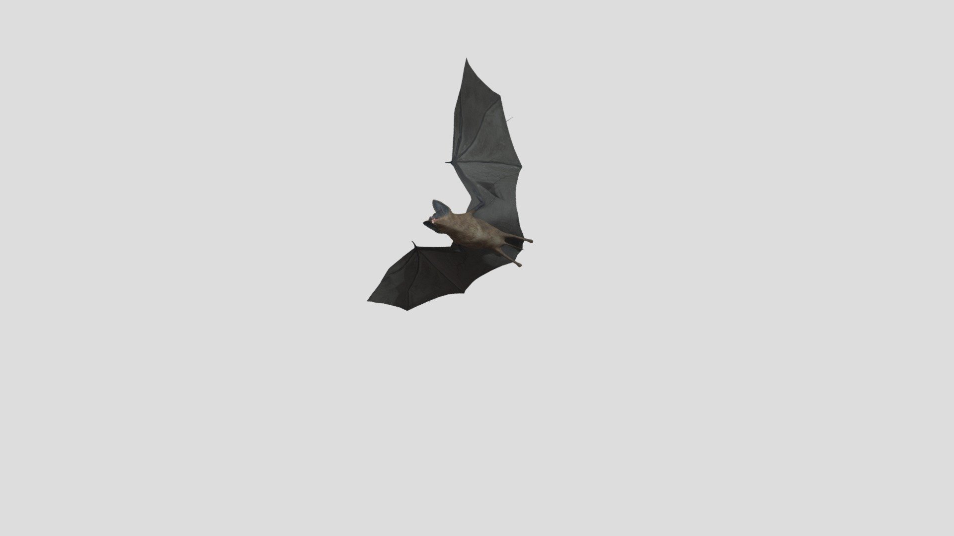 Bat Animation Fly Download Free 3D model by Zinaida.Kovrova [f72642a