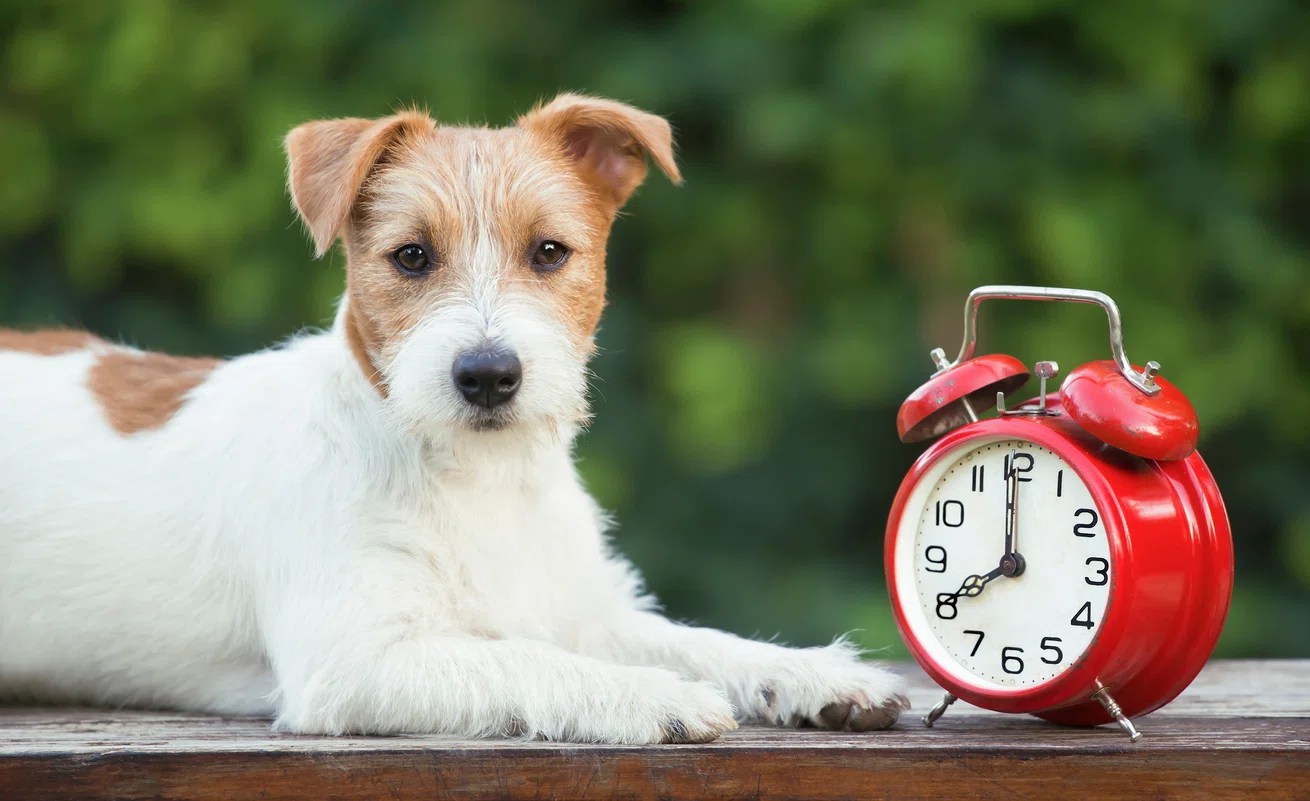 Animals Affected By Daylight Saving Time PRAISE 106.5