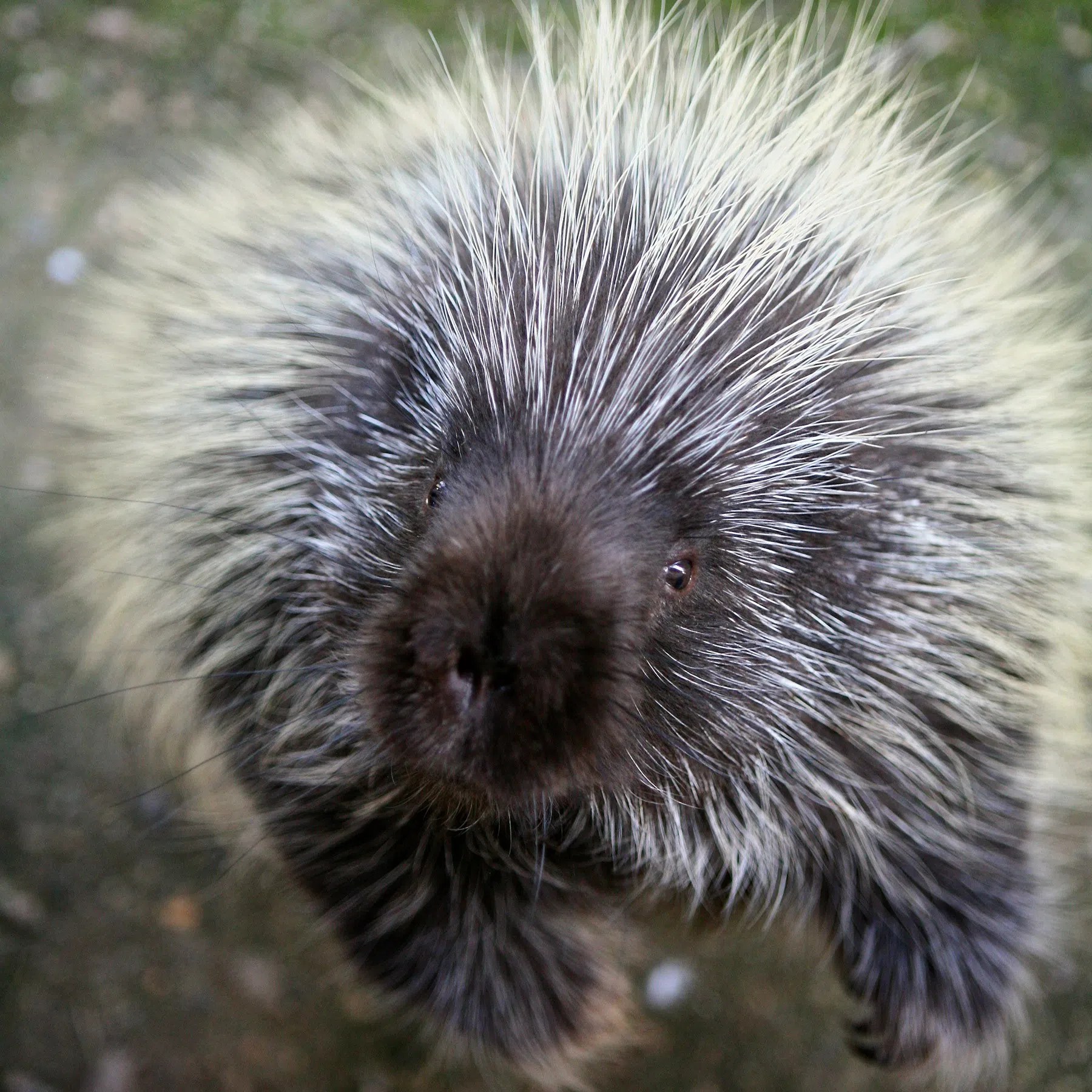 the Porcupine passes away at Forestry Farm Park and Zoo 98COOL