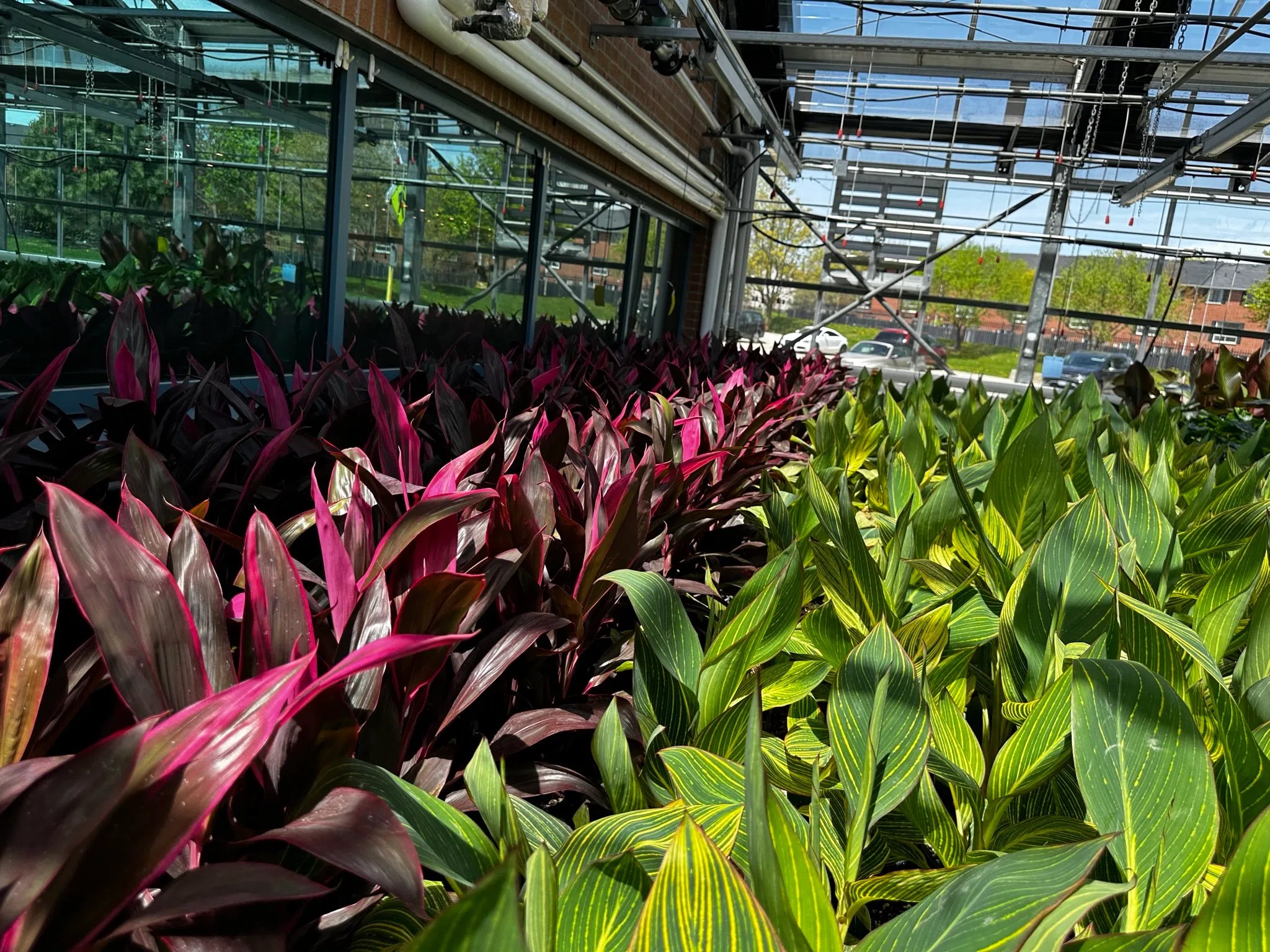 Things to remember before buying your next plant CFRL