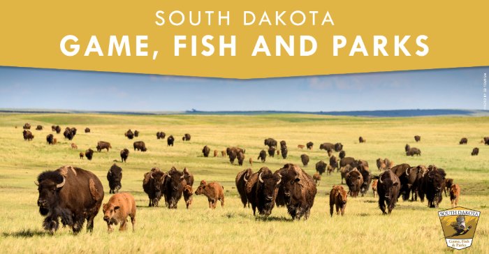 Buffalo Roundup Arts Festival 2023 Thousands On Hand For Annual Buffalo Roundup At Custer State Park | 740 The Fan