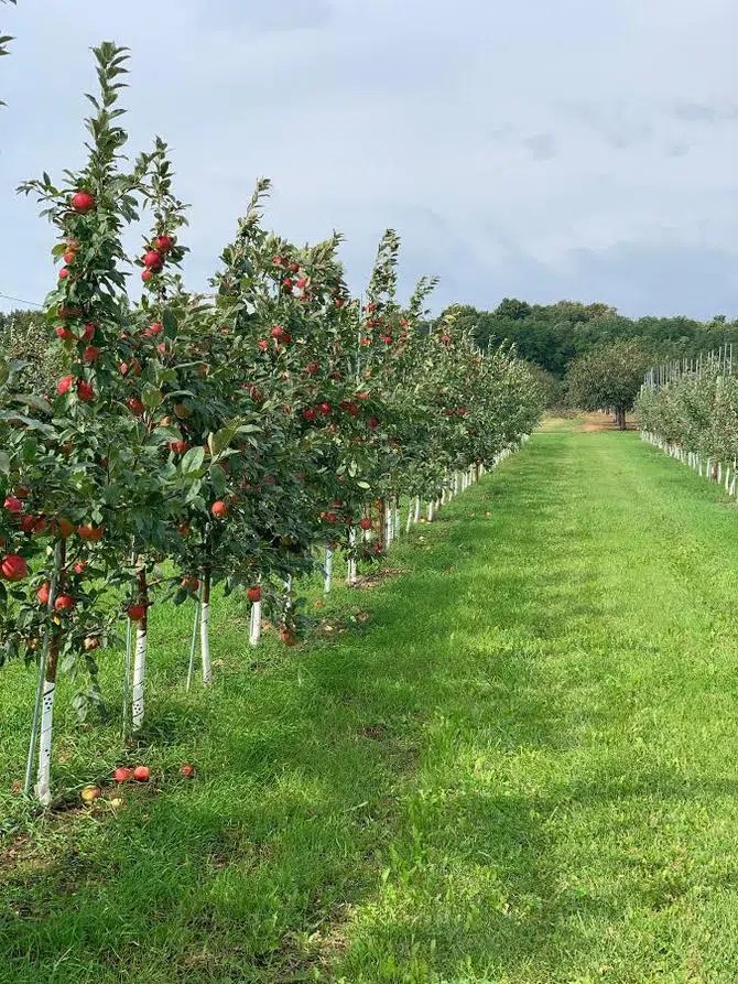 Top Apple Orchards to Check Out in Wisconsin WTAQ News Talk 97.5 FM