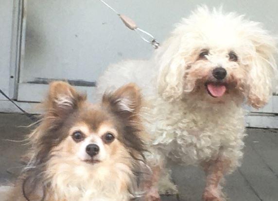 Pieloch Pet Adoption Center Re-Opens To Public | Klin - News/Talk 1400