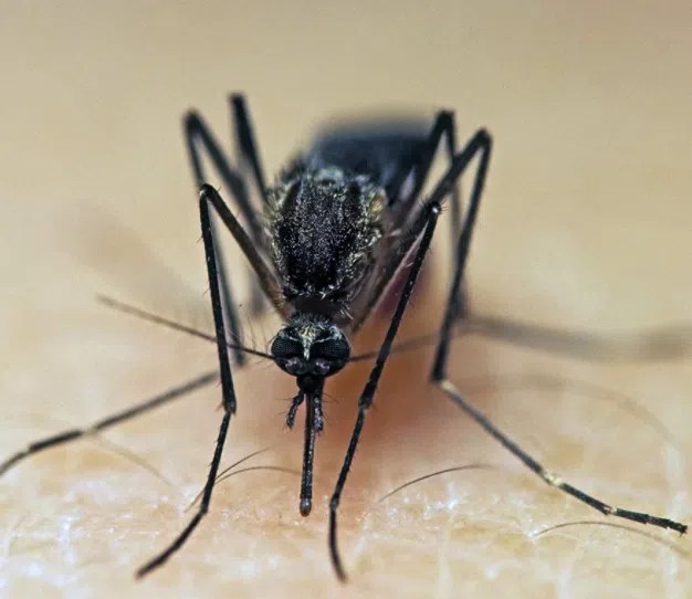 Record month for mosquitoes in June 620 CKRM The Voice of Saskatchewan