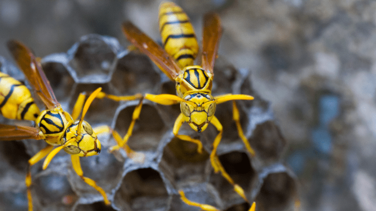 Ever have a run in with some angry wasps? | WILD 953 - Calgarys New Country