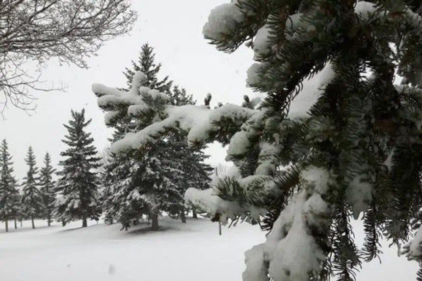 Cut your own Christmas tree in Cypress Hills Interprovincial Park 650