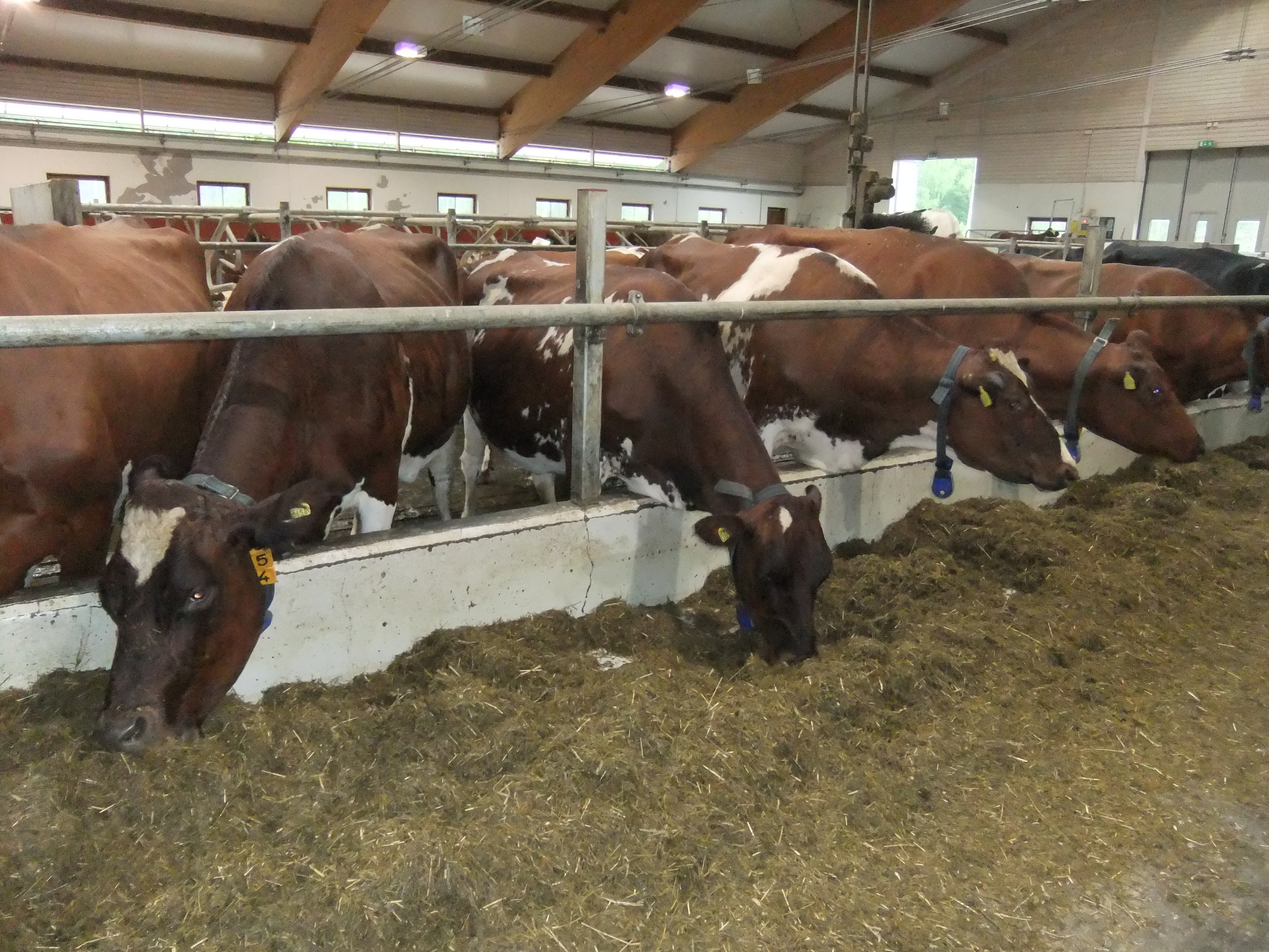 Korally Dalarnas SRB klubb SRBföreningen