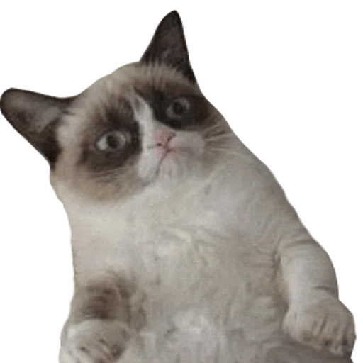 GrumpyCat — WhatsApp Stickers Pack