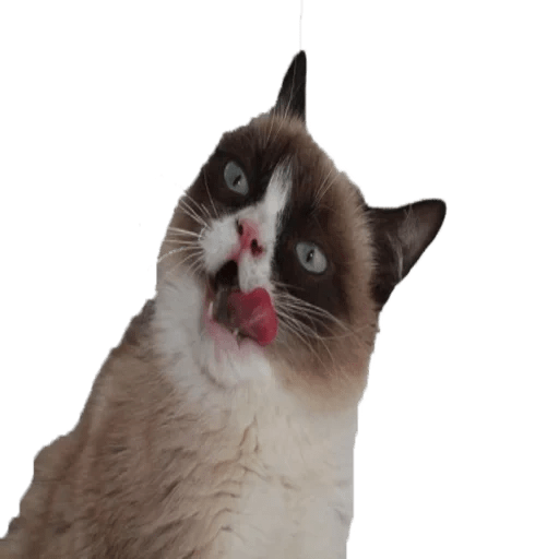 GrumpyCat — WhatsApp Stickers Pack