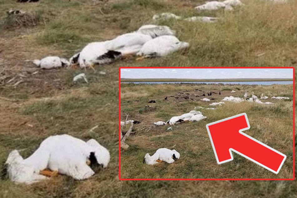 Tausende Vögel fallen tot vom Himmel Das ist der schreckliche Grund