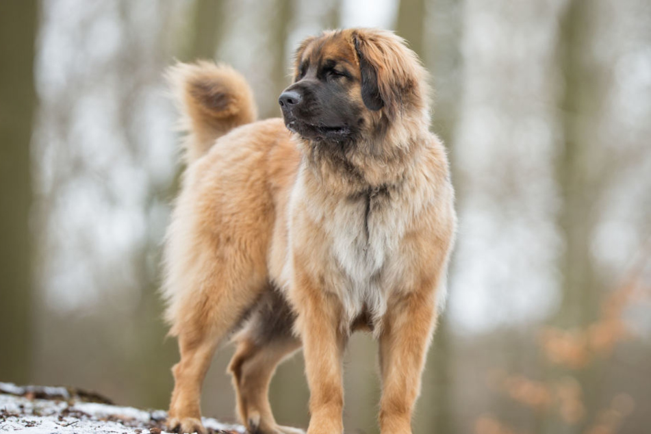 Hund fällt Kind an und verbeisst sich in Gesicht TAG24