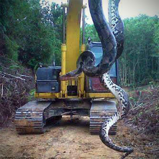 Massive Snake Found in North Carolina, Might be World's Largest TechEBlog