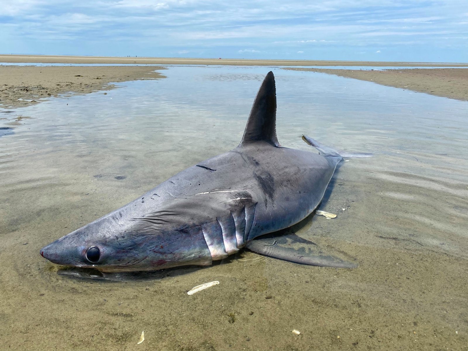 Tiburón aparece a la orilla de la playa de Cape Cod Telemundo Nueva