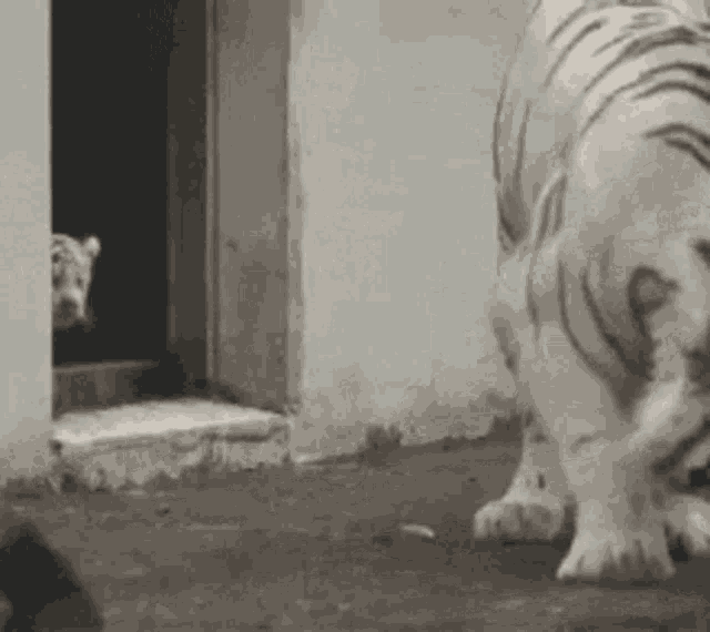 Tiger Cub GIF Tiger Cub Afraid discover and share GIFs