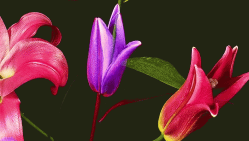 Red Violet GIF - Red Violet Flowers - Discover & Share GIFs