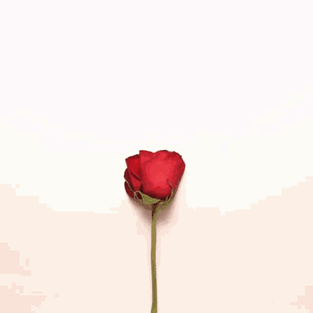Flower GIF Flower Discover & Share GIFs