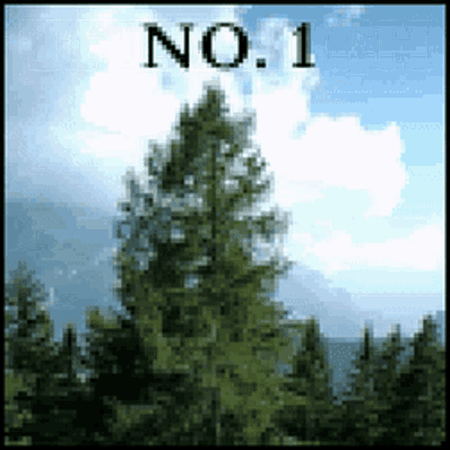 Any arborists or tree experts? Opinion needed