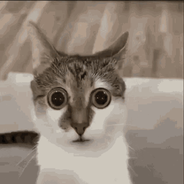 Im Scared Cat Meme
