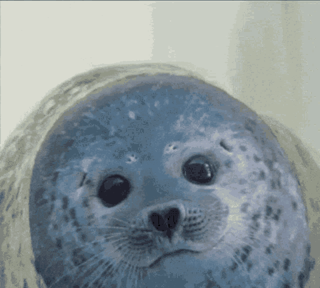 Laughing Seal Gif