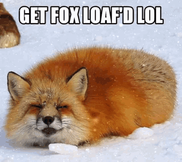 Fox Bread GIF Fox Bread Loaf Discover & Share GIFs