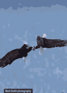Eagle Soar GIF - Eagle Soar Wing Spread - Discover & Share GIFs