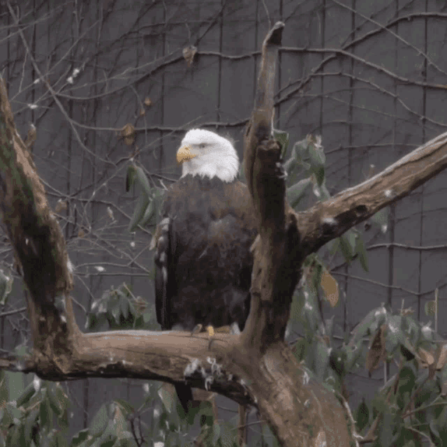 Bald Eagle Eagle GIF Bald Eagle Eagle Side Eye GIF 탐색 및 공유