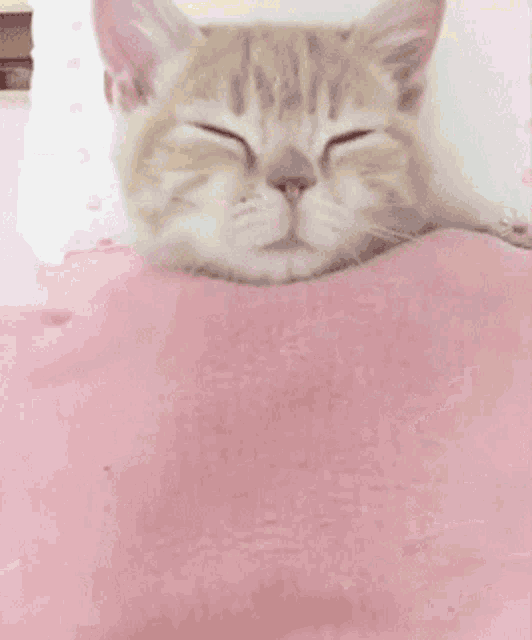 Cute Pink Cat Gif