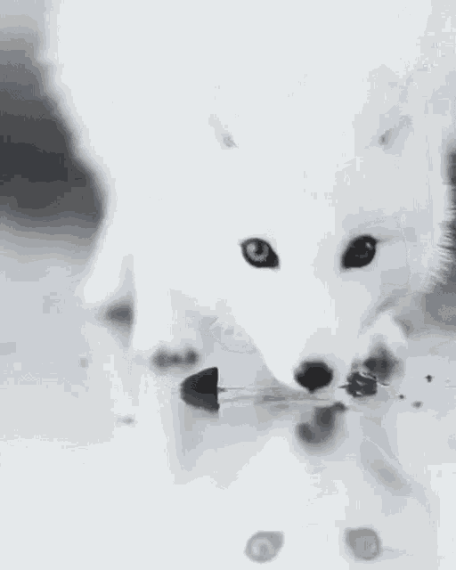 Fox GIF Fox GIF 탐색 및 공유