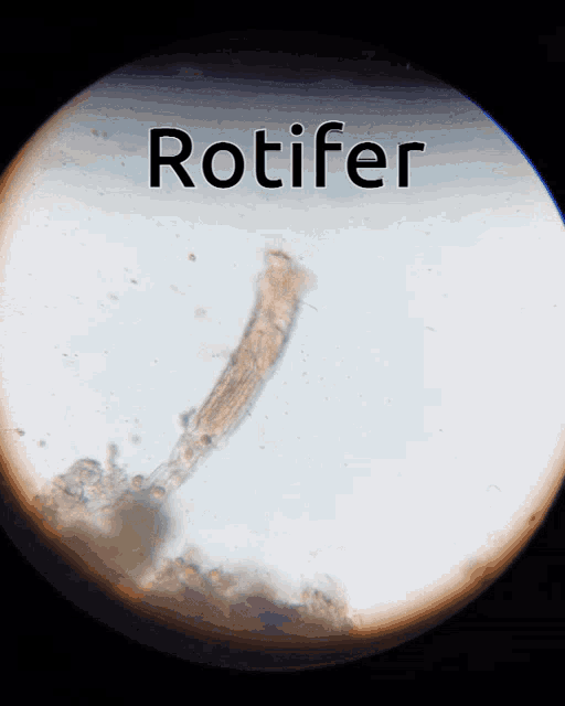 Rotifer Microscope GIF Rotifer Microscope Microbe Discover & Share GIFs